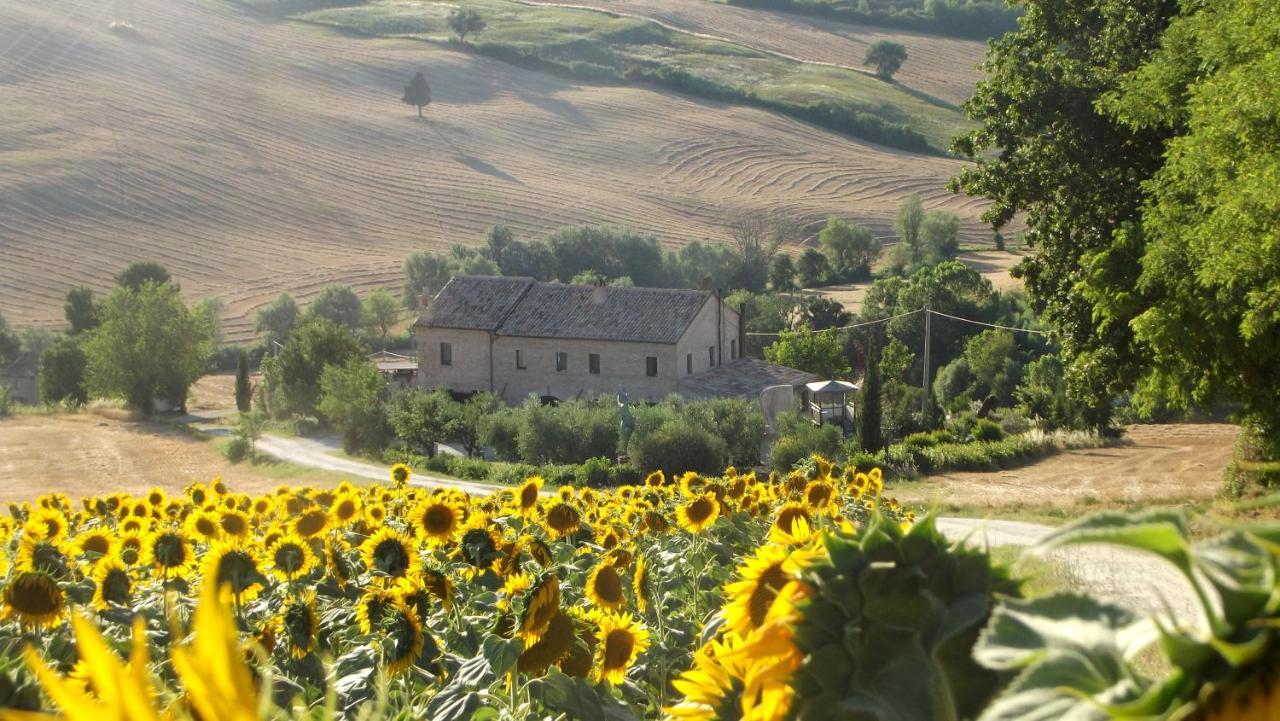 "La Casa Degli Ulivi Art B&B" Trecastelli Bagian luar foto